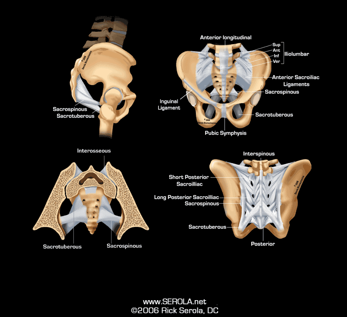 pelvis ligamants